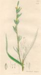 Lactuca saligna, Sowerby, 1839