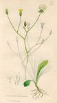 Prenanthes hieraciifolia, Sowerby, 1839