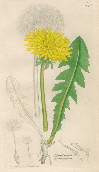 Leontodon taraxacum, Sowerby, 1839