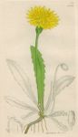 Apargia hispide, Sowerby, 1839