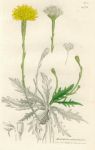 Apargia autumnalis, Sowerby, 1839