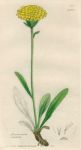 Hieracium alpinum, Sowerby, 1839
