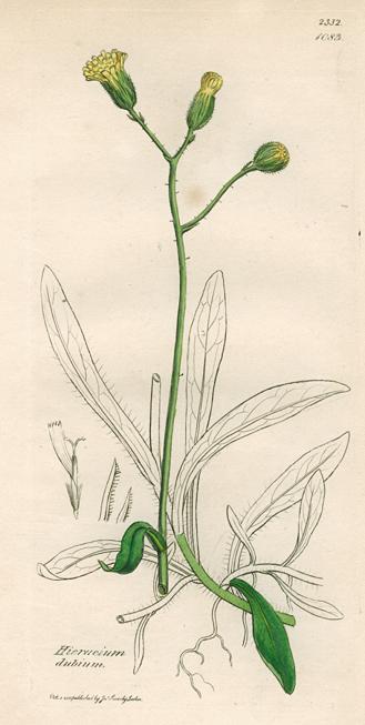 Hieracium dubium, Sowerby, 1839