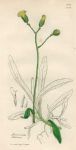 Hieracium dubium, Sowerby, 1839