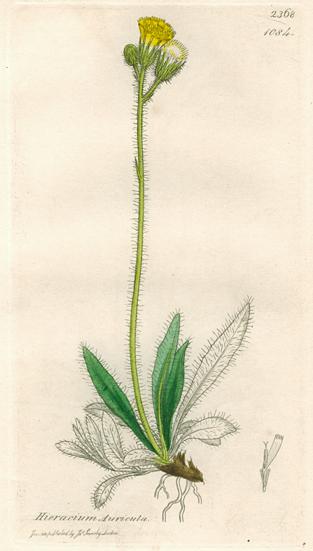 Hieracium Auricula, Sowerby, 1839