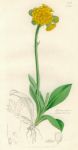 Hieracium aurantiacum, Sowerby, 1839