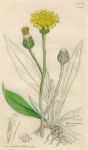 Hieracium Lawsonii, Sowerby, 1839