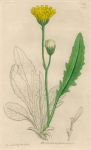 Hieracium pulmonarium, Sowerby, 1839