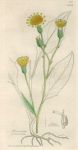 Hieracium sylvaticum, Sowerby, 1839