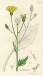 Hieracium maculatum, Sowerby, 1839