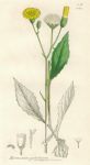 Hieracium paludosum, Sowerby, 1839