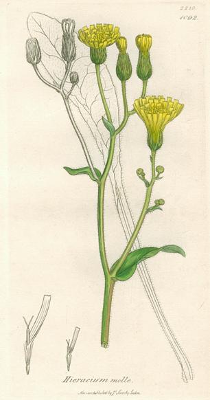 Hieracium molle, Sowerby, 1839