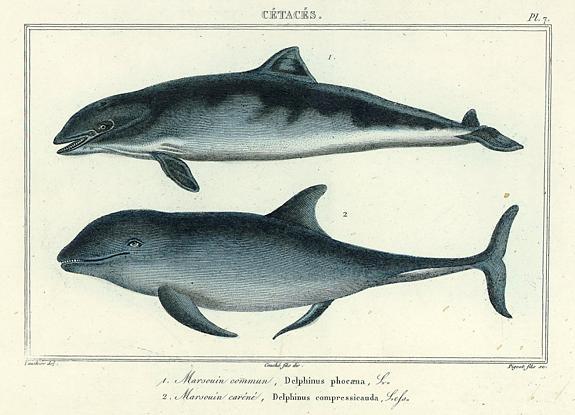 Dolphins, 1860