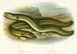 Eels, British Freshwater Fishes, 1879