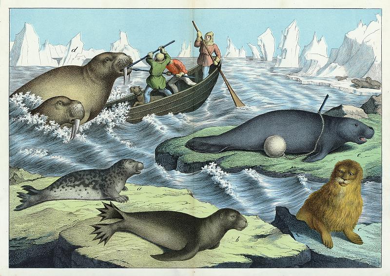 Seals, Walrus etc., about 1885