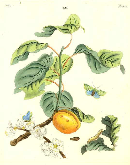 Botanical print with fruit and butterflies, 1773