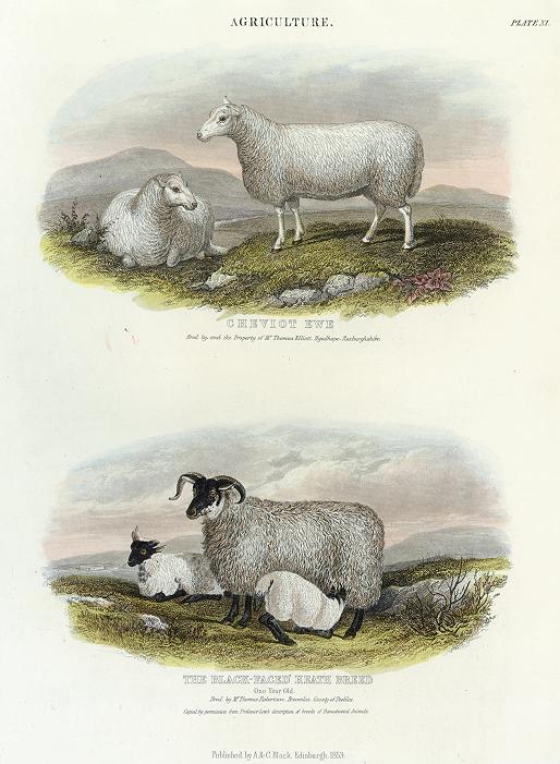 Agriculture - Cheviot Ewe & Black-Faced Heath Breed (sheep), 1853