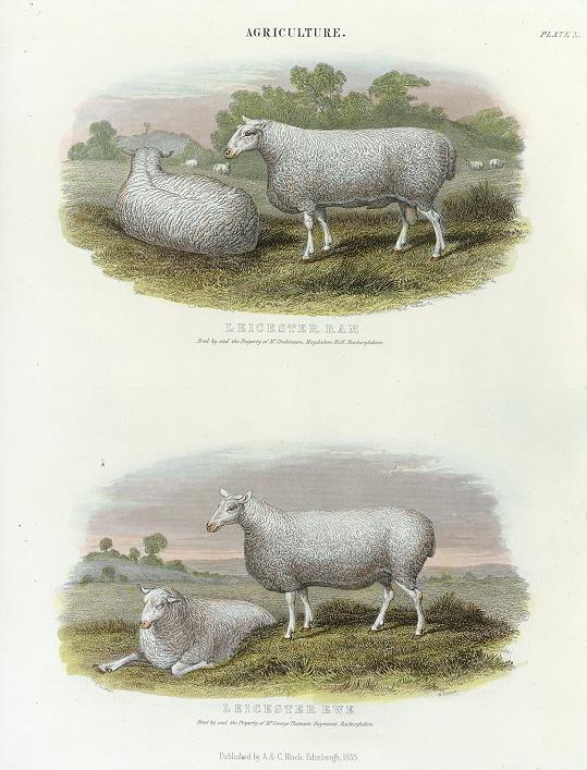 Agriculture - Leicester Ram & Ewe, 1853