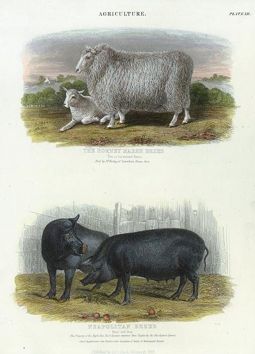 Agriculture - Romney Marsh Sheep & Neapolitan Boar & Sow, 1853