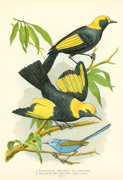 Australia, Sericulus Melinus & Malurus Melanotus, 1888