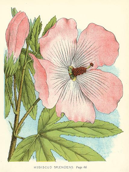 Australia, Hibiscus Splendens, 1888