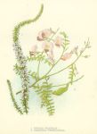 Australia, Epacris Pulchella & Swainsona Coronillifolia, 1888