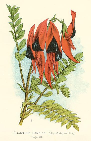 Australia, Sturt's Desert Pea, 1888