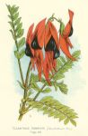 Australia, Sturt's Desert Pea, 1888