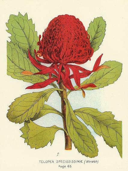 Australia, Waratah, 1888