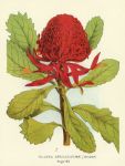 Australia, Waratah, 1888