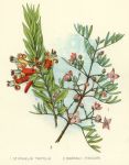 Australia, Styphelia Trifolia & Baronia Pinnate, 1888