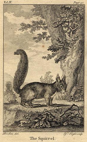 Squirrel, 1774