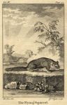 Flying Squirrel, 1774