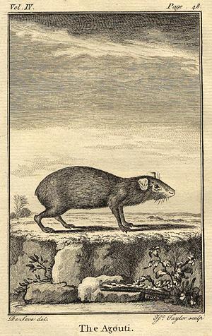 Agouti, 1774