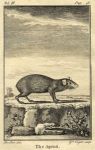 Agouti, 1774