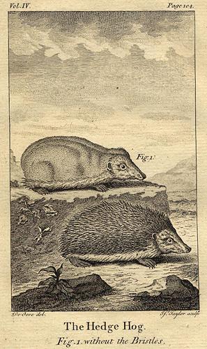 Hedgehog, 1774