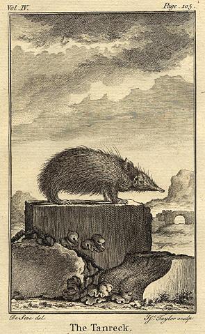 Tenrec, 1774