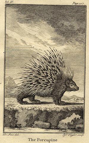 Porcupine, 1774