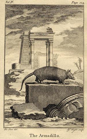 Armadillo, 1774