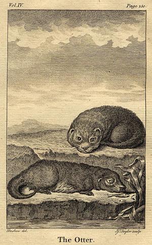 Otter, 1774