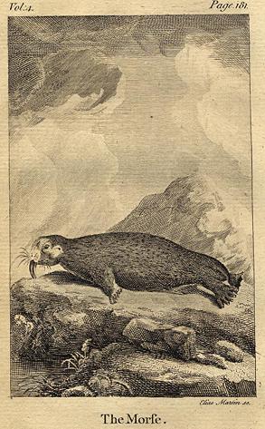 Walrus, 1774