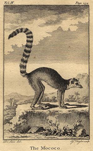 Mococo (Rhesus monkey), 1774