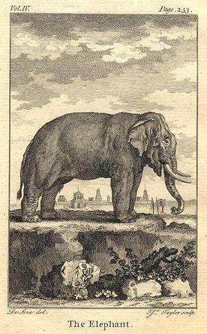 Elephant, 1774