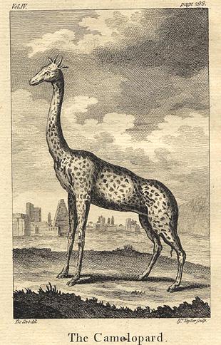 Rhinocerous (Camelopard), 1774