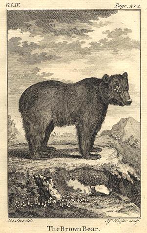 Brown Bear, 1774