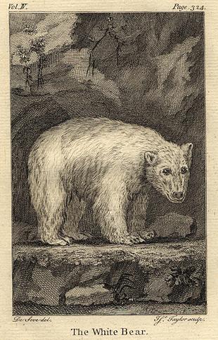 Polar (white)  Bear, 1774