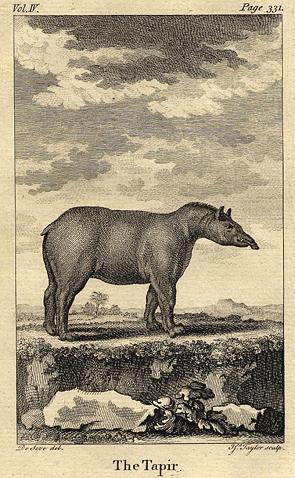 Tapir, 1774