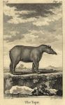 Tapir, 1774