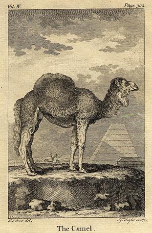 Camel, 1774