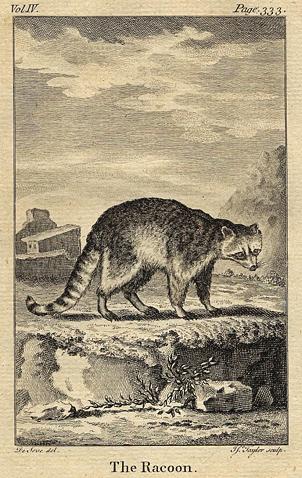 Racoon, 1774